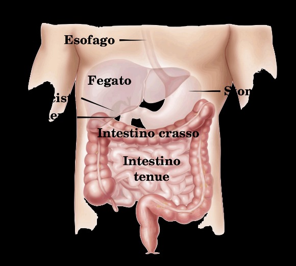 anatomia del colon