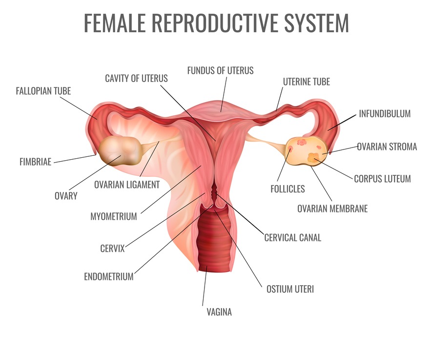 psoriasi vulvare o vaginale