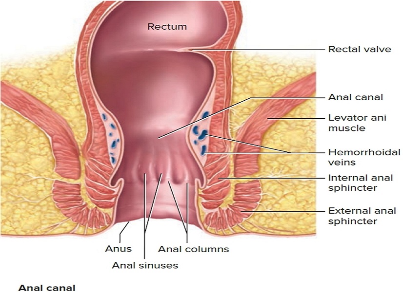 Schema canale anale