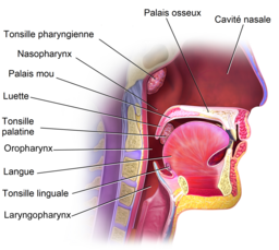 tonsillite